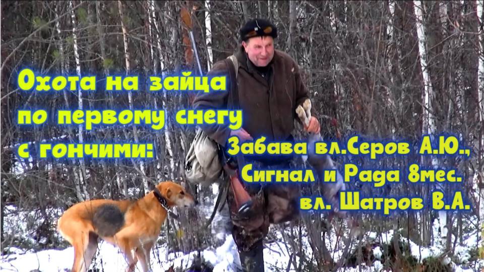 Охота по первому снегу Р.Г. Забава вл.Серов А.Ю. ,  Р.Г. Сигнал и Р.Г. Рада 8мес. вл. Шатров В.А.