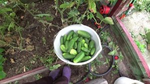 Влог от 31.08.2021