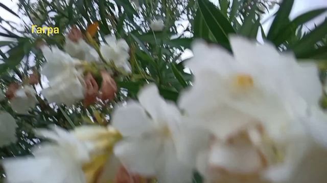 КАКАЯ ОСЕНЬ,ПОСМОТРИ! смотреть онлайн