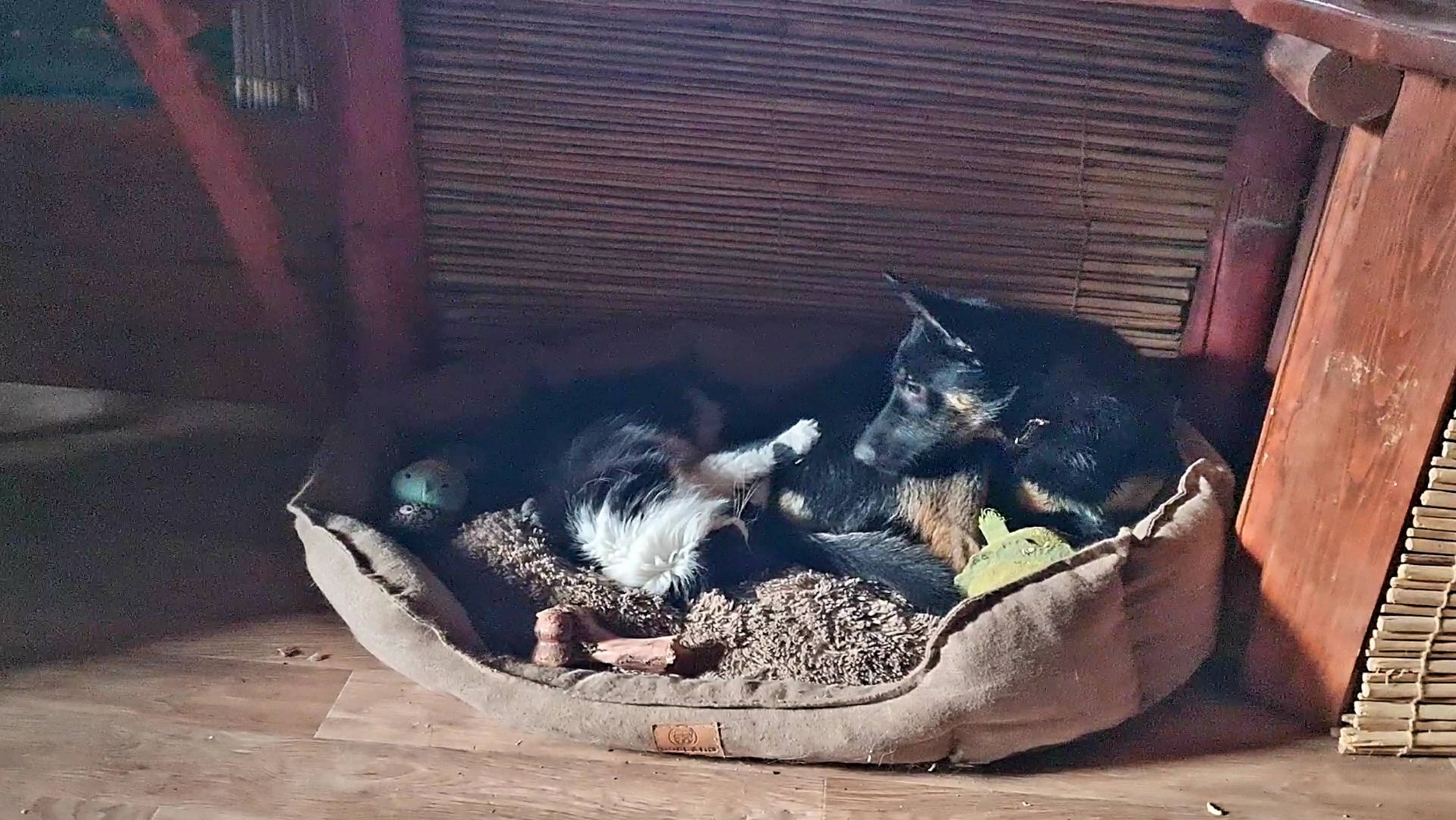 Мокрые листья, плетистая роза и пушистая интригантка смотреть онлайн