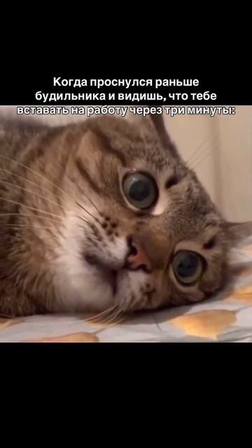 #130 || МЕМЫ || ПРИКОЛЫ || ЮМОР смотреть онлайн