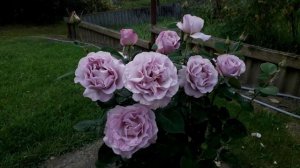 Цветение розы Блю Гёрл в августе 2025 г.