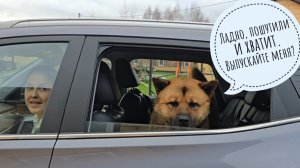 Шок контент для Пса Кубика! Мы поменялись зверями! Отдали собаку, а себе оставили кота