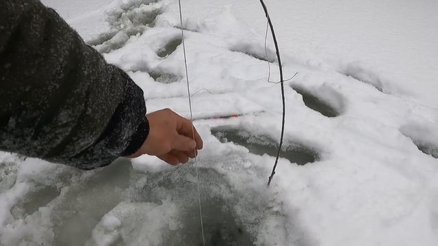 РЫБАЛКА НА КОСЫНКИ. ПО 4 ШТУКИ ЗА РАЗ. ОДИН В ЛЕСУ.
