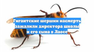 Гигантские шершни насмерть зажалили директора школы и его сына в Лаосе