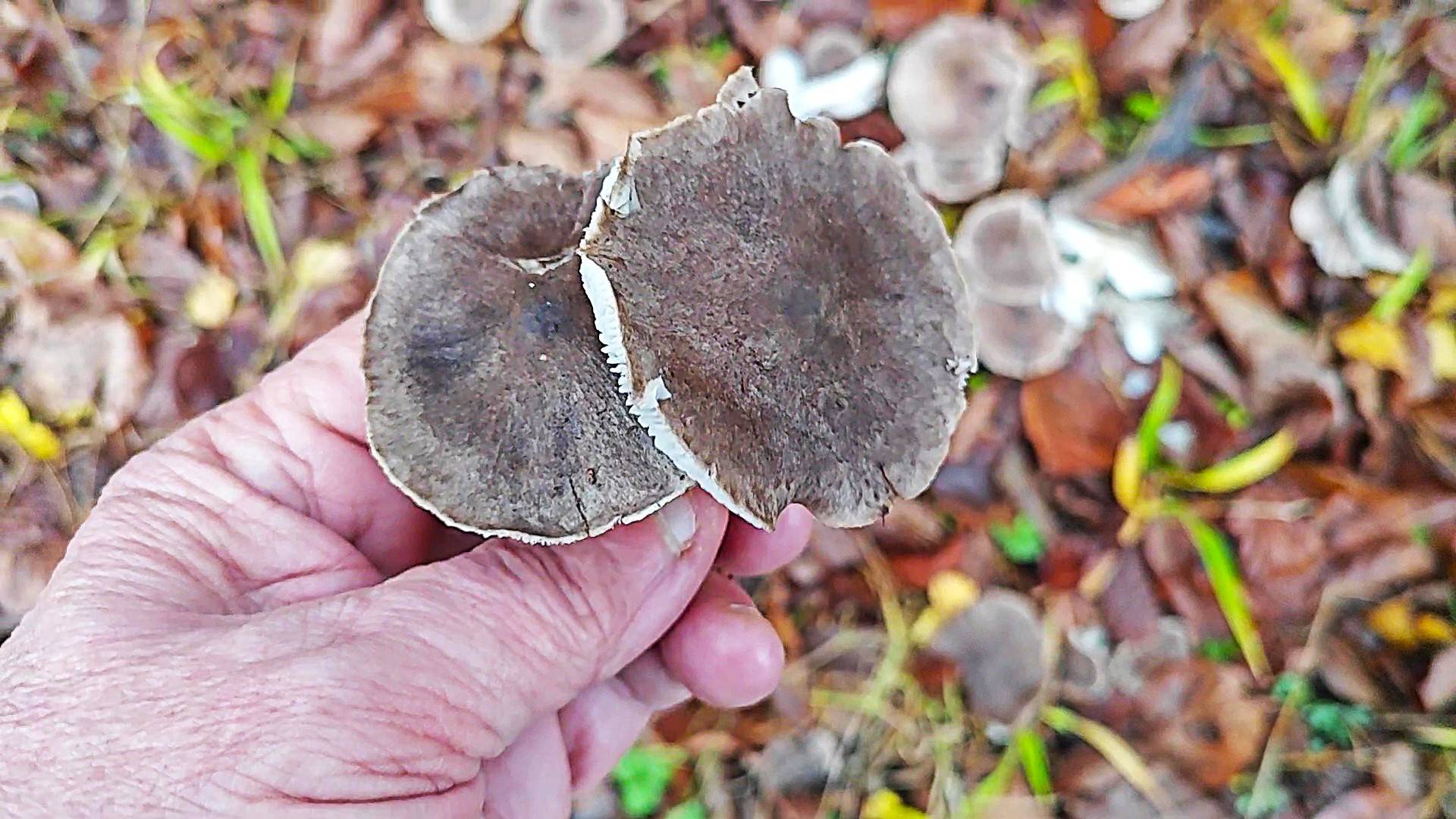 Ноябрь. Холодно. А  грибы растут !