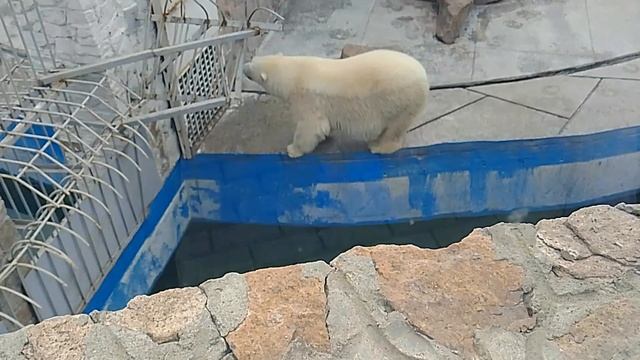Белый медведь. Лунная походка М. Джексона смотреть онлайн