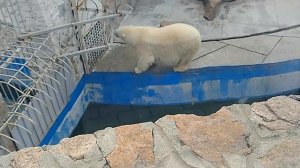 Белый медведь. Лунная походка М. Джексона