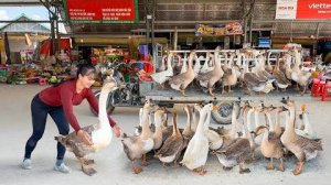 Купила много гусей у фермера, чтобы перепродать их на рынке. Вьетнам.