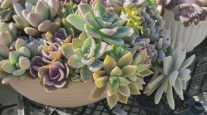 Суккуленты, уличный обзор, часть 1