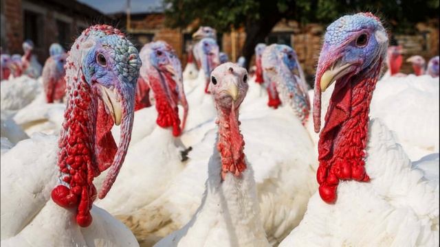 Крики стада индюков. Звук индюка, как кричит индюк