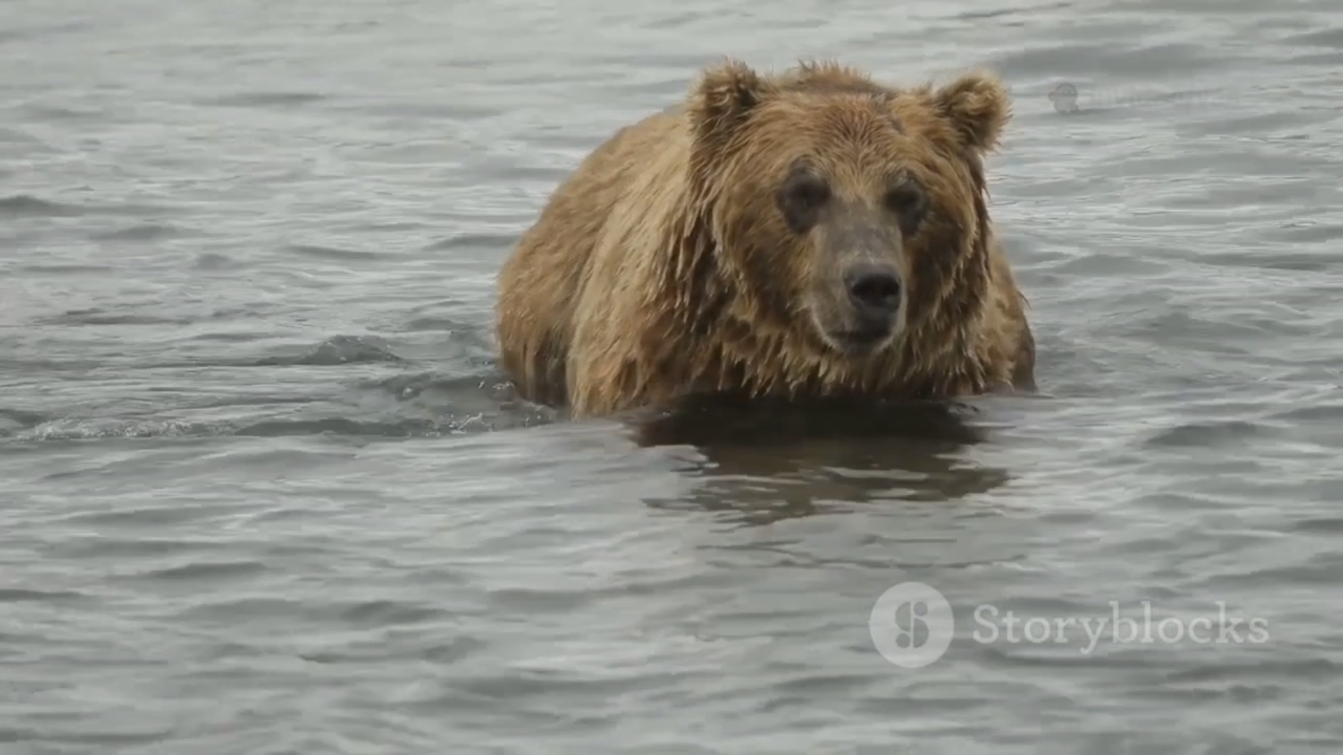 Удивительные факты о бурых медведях смотреть онлайн