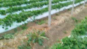 Выращивание клубники в конце вегетации, сорт Мурано.