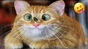 СМЕШНО ДО СЛЕЗ 😹😍 СМЕШНЫЕ КОТЫ, ЛУЧШИЕ ПРИКОЛЫ С КОТАМИ, КОШКИ, СОБАКИ , ЖИВОТНЫЕ 🥰