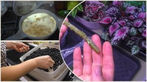 Омлет с белыми грибами. Сушу чёрную рябину. Орхидеи. Бегонии. Эписции довожу до ума.