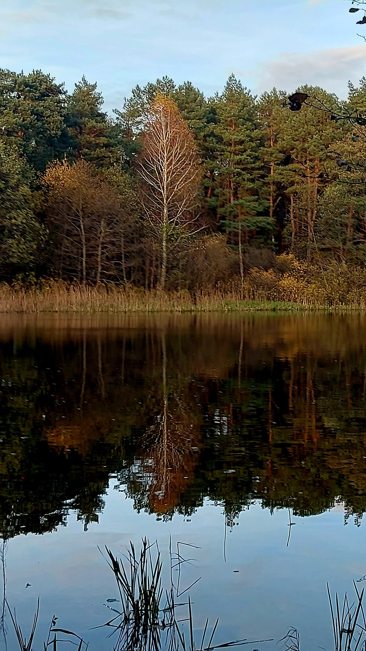 Лесное озеро.Сосновый бор.Прогулка смотреть онлайн