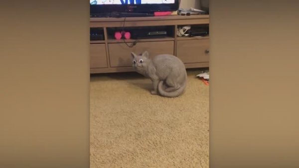 NEW! BRAIN TIME. КОГДА ЖИВОТНЫЕ ИСПУГАЛИСЬ БЕЗ ПРИЧИНЫ