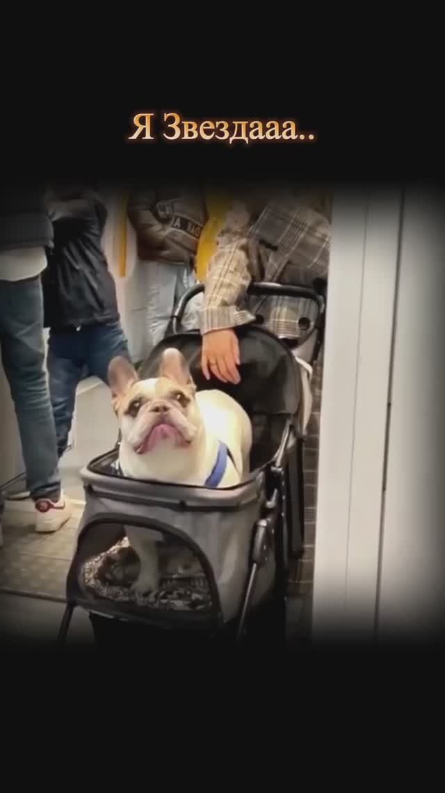 Я Звездааа.. смотреть онлайн