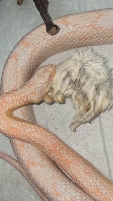 Кормление Карамельки. 4 ноября 2024 г. смотреть онлайн