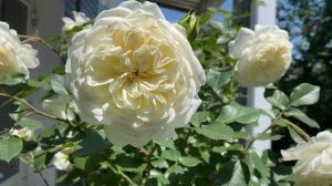 Транквиллити, роза Дэвида Остина.