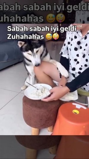 Шутить с собакой.