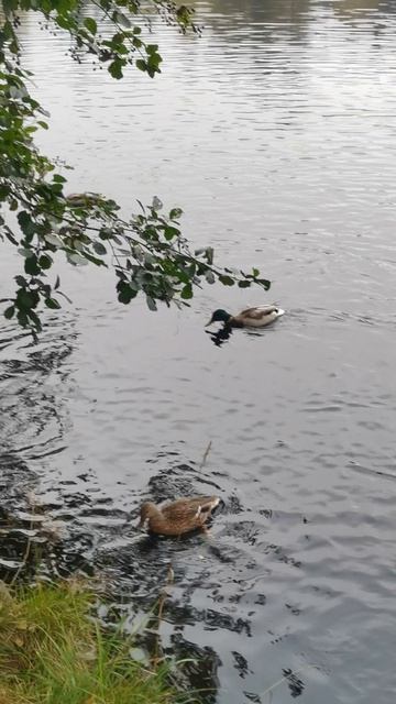 Утки в Шуваловском парке Санкт-Петербурга. смотреть онлайн