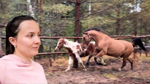 СПАСЛИ ЛОШАДЬ С БОЙНИ! ЧТО С НЕЙ СТАЛО ЧЕРЕЗ 2 МЕСЯЦА? ЖИЗНЬ В ДЕРЕВНЕ. ИСПЫТАНИЕ НОВОГО ПОМОЩНИКА