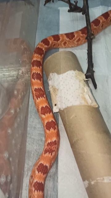 Бахида. Маисовый полоз. 4 ноября 2025 г. смотреть онлайн