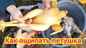 Как ощипать молодого петуха.