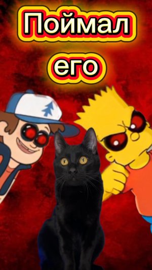 Он съел мой корм 🙀 #кот #кошка #котики #животные #ужасы #страшно #ужастик