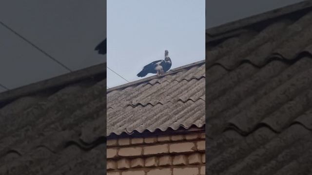 Нежданчик! 🤣3 ноября 2025 г. смотреть онлайн