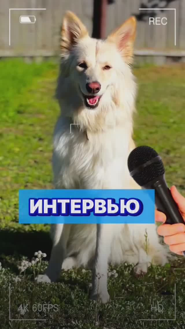 Четко и по делу 😂 #юмор #смешныеживотные #смешныесобаки #забавныеживотные #забавныесобаки #собака