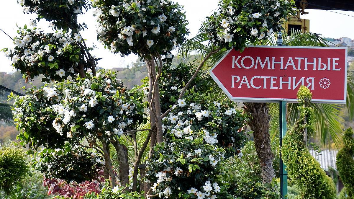 Акция! Скидка 20-25% на комнатные растения