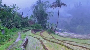 Прогулка под проливным дождем по горной деревне в Индонезии – рай для отдыха и релаксации.