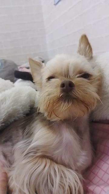 Моя собака!!😉 смотреть онлайн