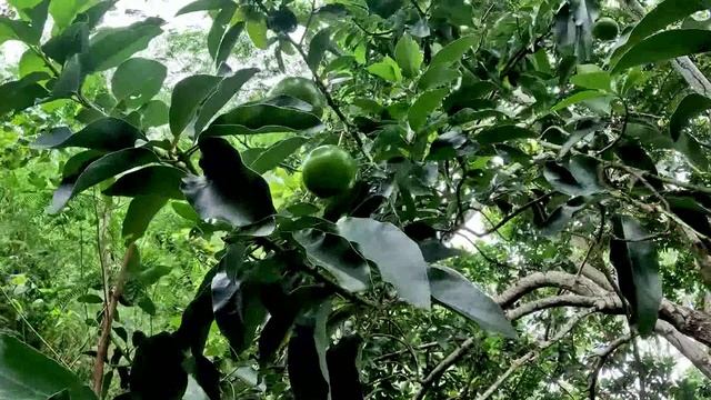 Сейшелы! смотреть онлайн