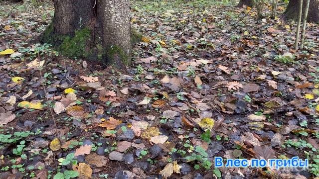 Как мы в лес ходили 2