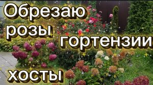 Обрезаю розы и гортензии. Изменения на участке за 2 недели.