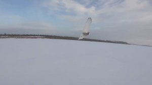 Рыбалка на налима. Большой улов. Полёт совы.