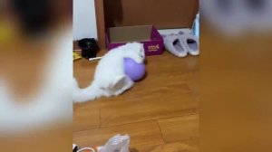 📺 Самые смешные кошки и собаки видео 2025😼🐶попробуй не засмеяться →😜