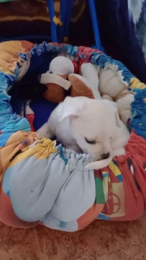 Первое гнездышко: Щенок осваивает свой домик