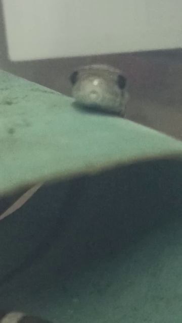 Милота от малыша маисового полоза номер ЧЕТЫРЕ. 3 ноября 2025 г. смотреть онлайн