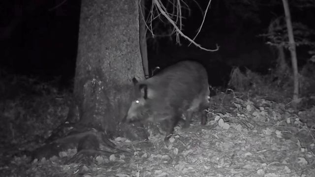 Кабаны фото ловушка смотреть онлайн