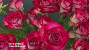 ВЕЛИКОЛЕПНАЯ ГОЛЛАНДСКАЯ ВЫСТАВКА ЦВЕТОВ  В ТОКИО ROSE Flower EХРО 2025