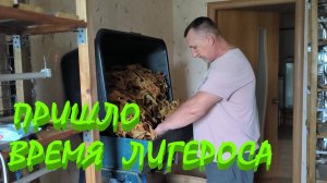 ЛИГЕРОС высох. ЖИЛКУЕМ, РЕЖЕМ. Готовимся к зиме. Наша ЖИЗНЬ В ДЕРЕВНЕ.