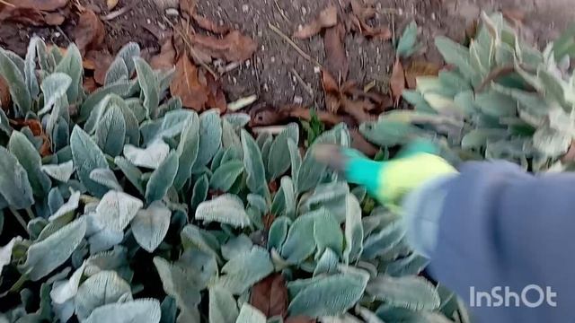 Понедельник на даче,и поработала и поела..., 03.10.25 смотреть онлайн