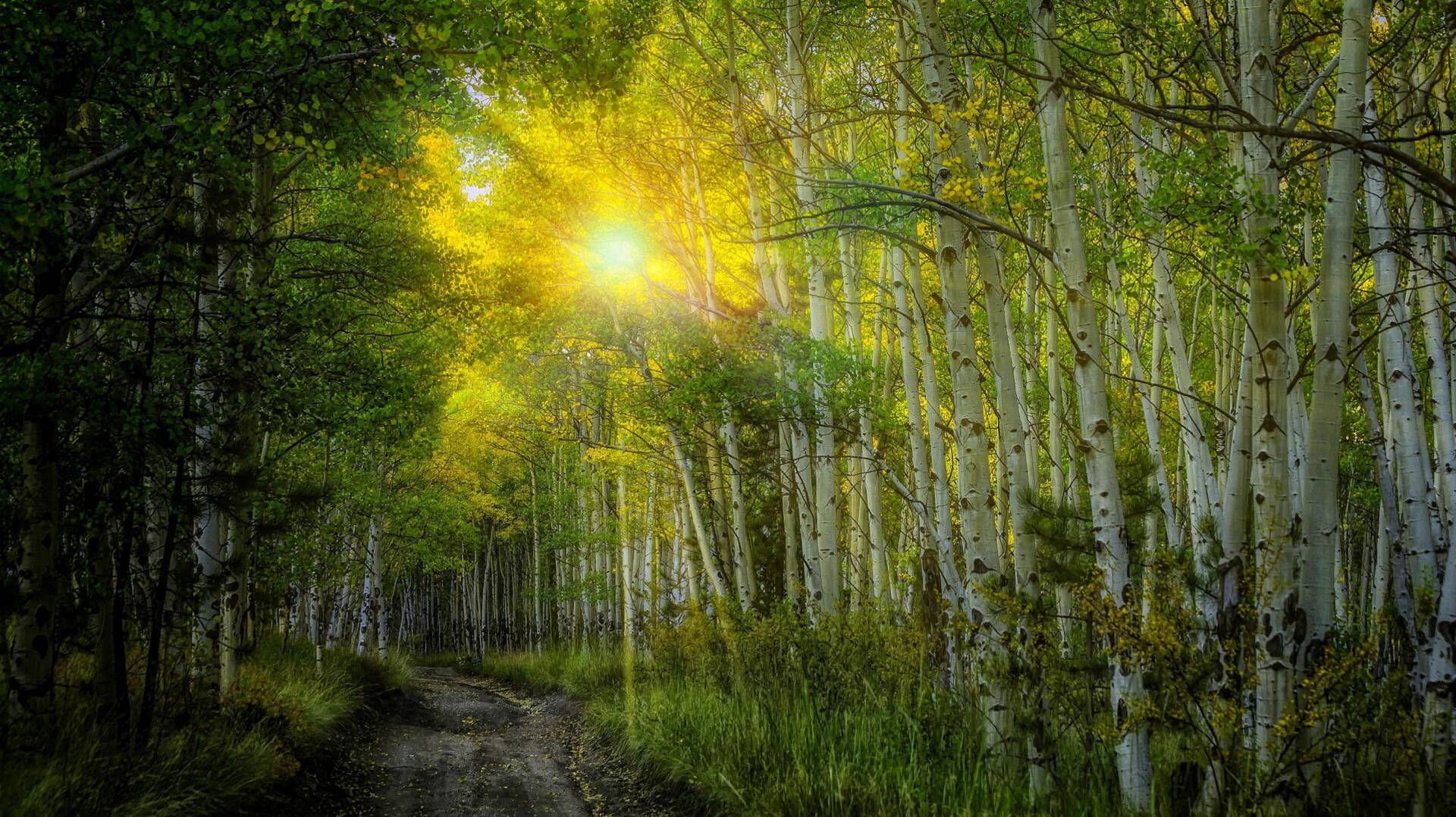 Mustafa Avşaroğlu — Come out of Your Shell and Live смотреть онлайн