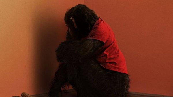 Примат, (Primate), дублированный трейлер 2025