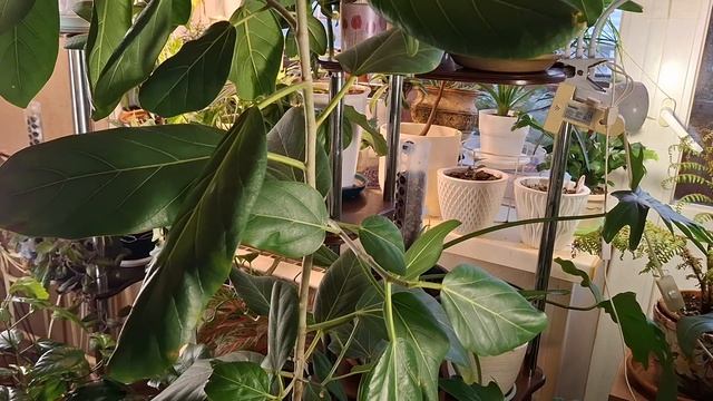 Покупки для цветоводства смотреть онлайн