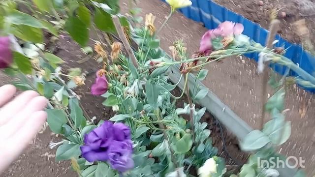 Эустома.От цветка до семян,делюсь результатами/04.11.25/ смотреть онлайн